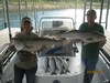 (09/08/2014) - Nice Striped Bass